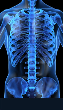 광주자생한방병원 허리질환 척추측만증-정상적인 사람의 척추 모습입니다.